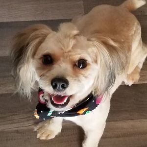 Meet your Posher, Scotty